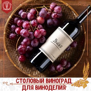 Столовый виноград для приготовления вина