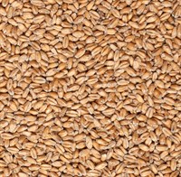 Солод пшеничный Бельгия MDC