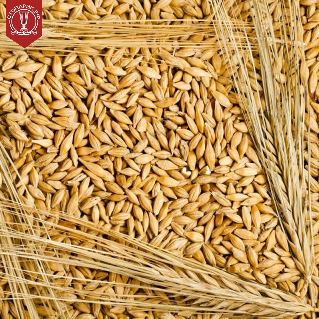 Зерна пшеницы и овса. Арпа ячмень. Семена ярового ячменя. Яровой ячмень зерно. Ячмень фуражный.